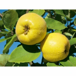 Weleda Neusspray Gencydo 7 Weleda Neusspray Gencydo -Voedingssupplementen Winkel 761884 3