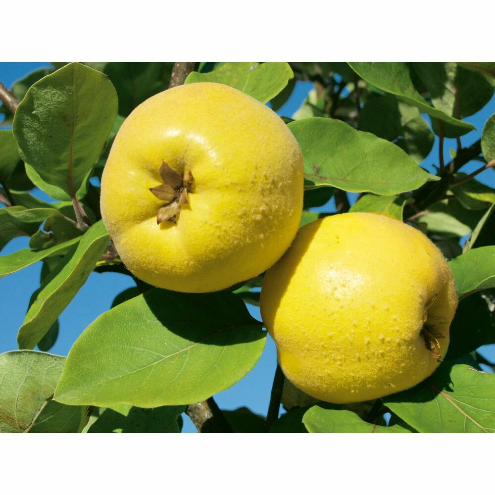 Weleda Neusspray Gencydo 5 Weleda Neusspray Gencydo - Afbeelding 3