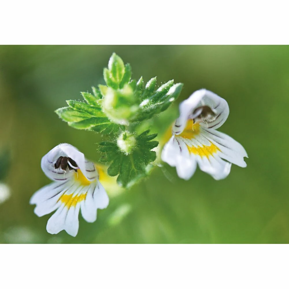 Weleda Oogdruppels Ogentroost Ampullen 6 Weleda Oogdruppels Ogentroost Ampullen - Afbeelding 4